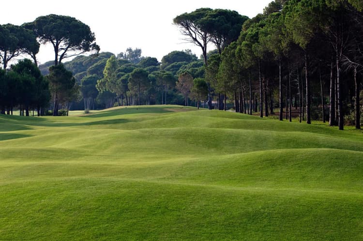 Undulating, tree-lined fairway