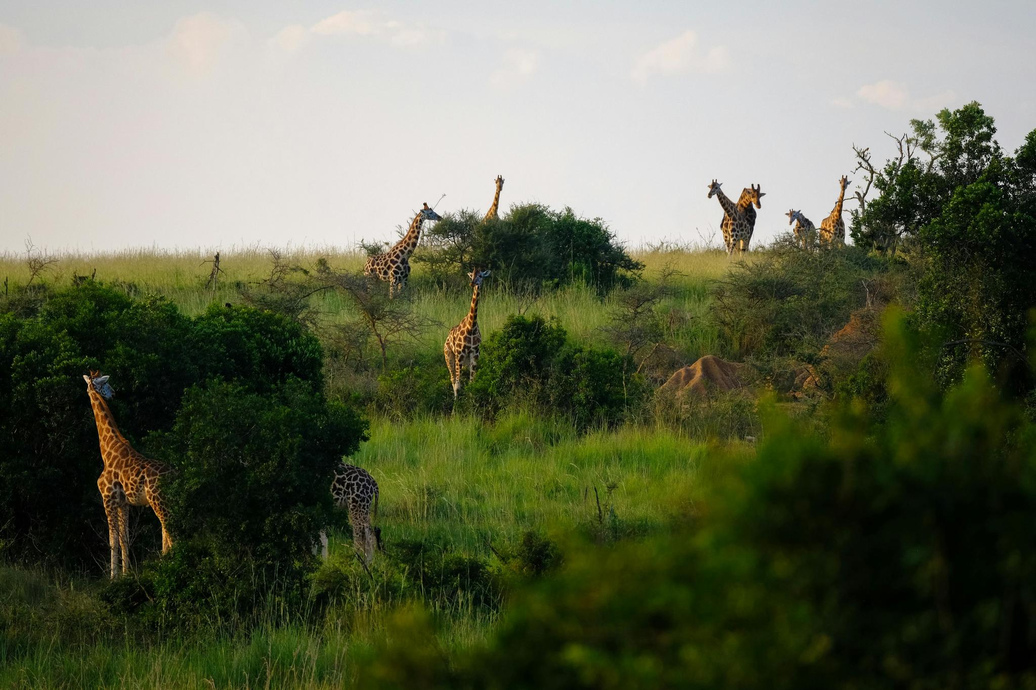 Herd of Giraffes walking through the trees