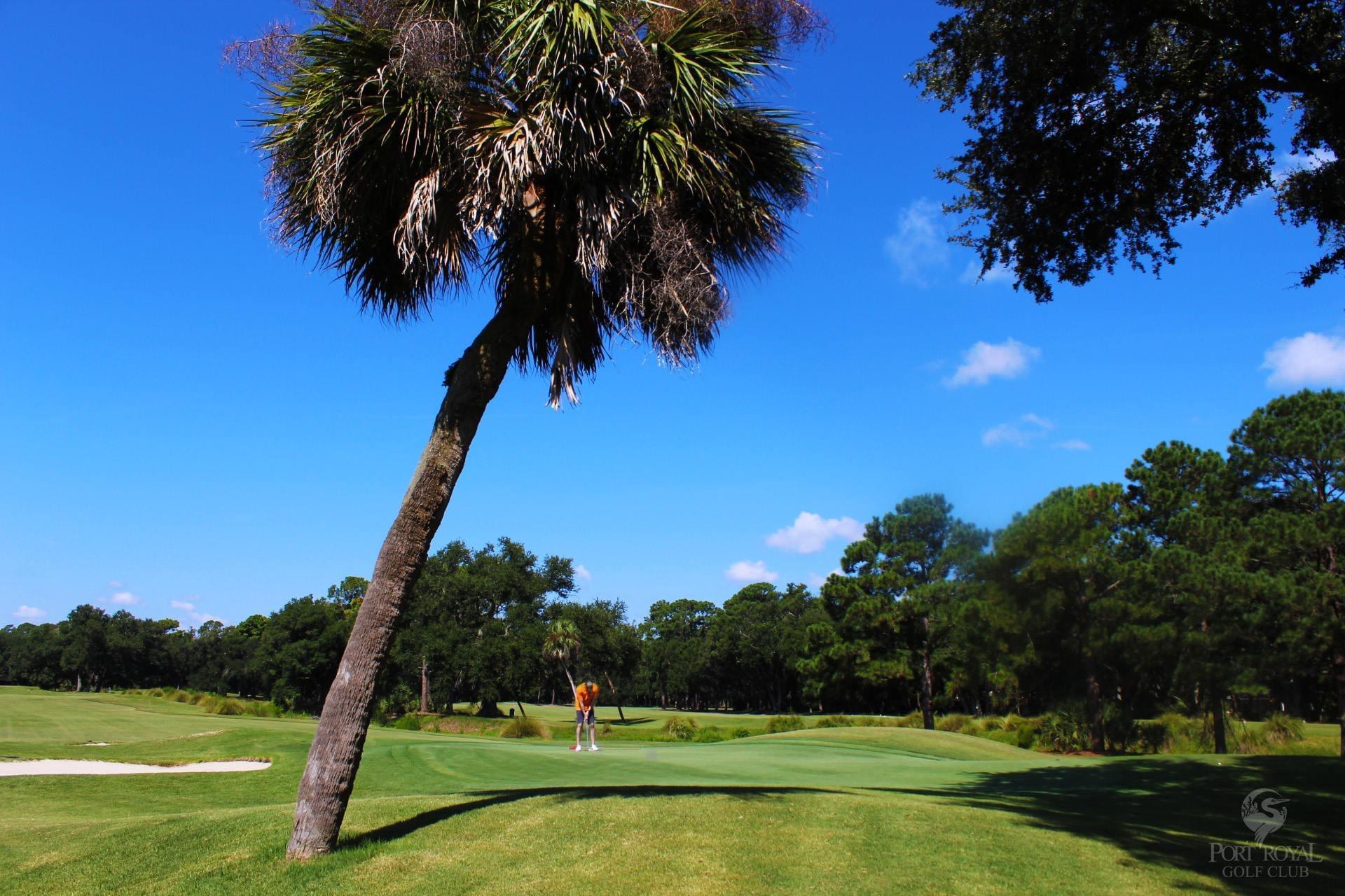 A golfer putts on a green under a leaning palm tree.