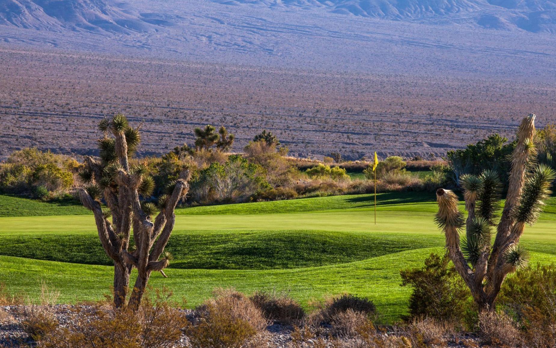 Close-up view of a golf green framed by desert plants and Joshua trees.