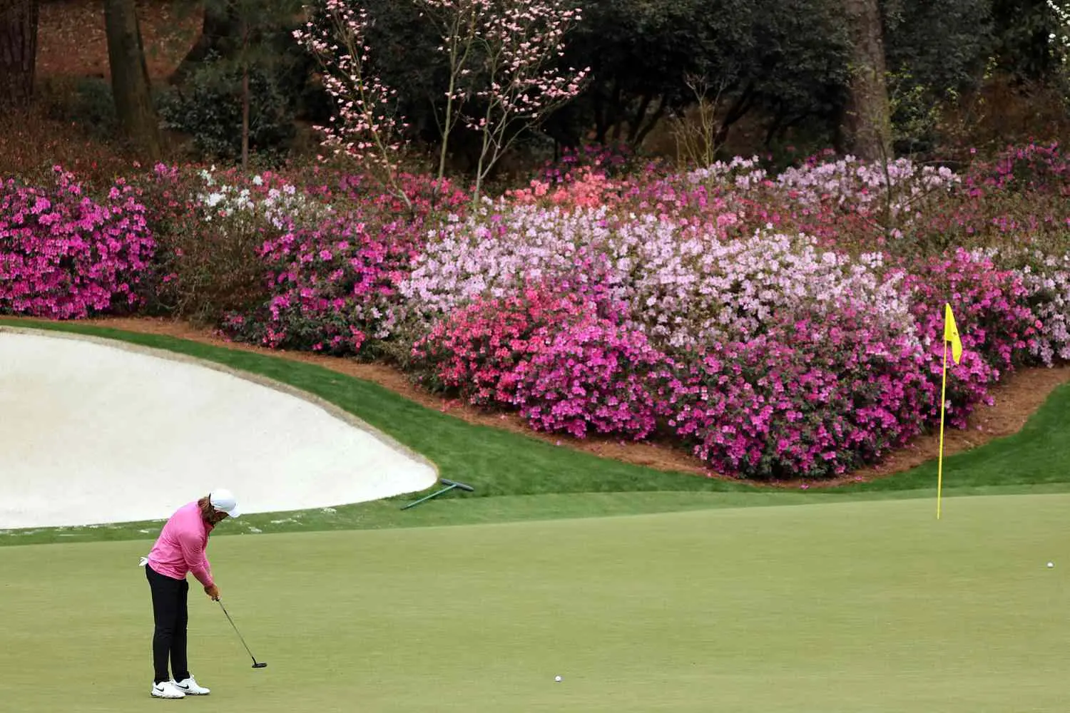 Player putting a long putt with azaelias in the background