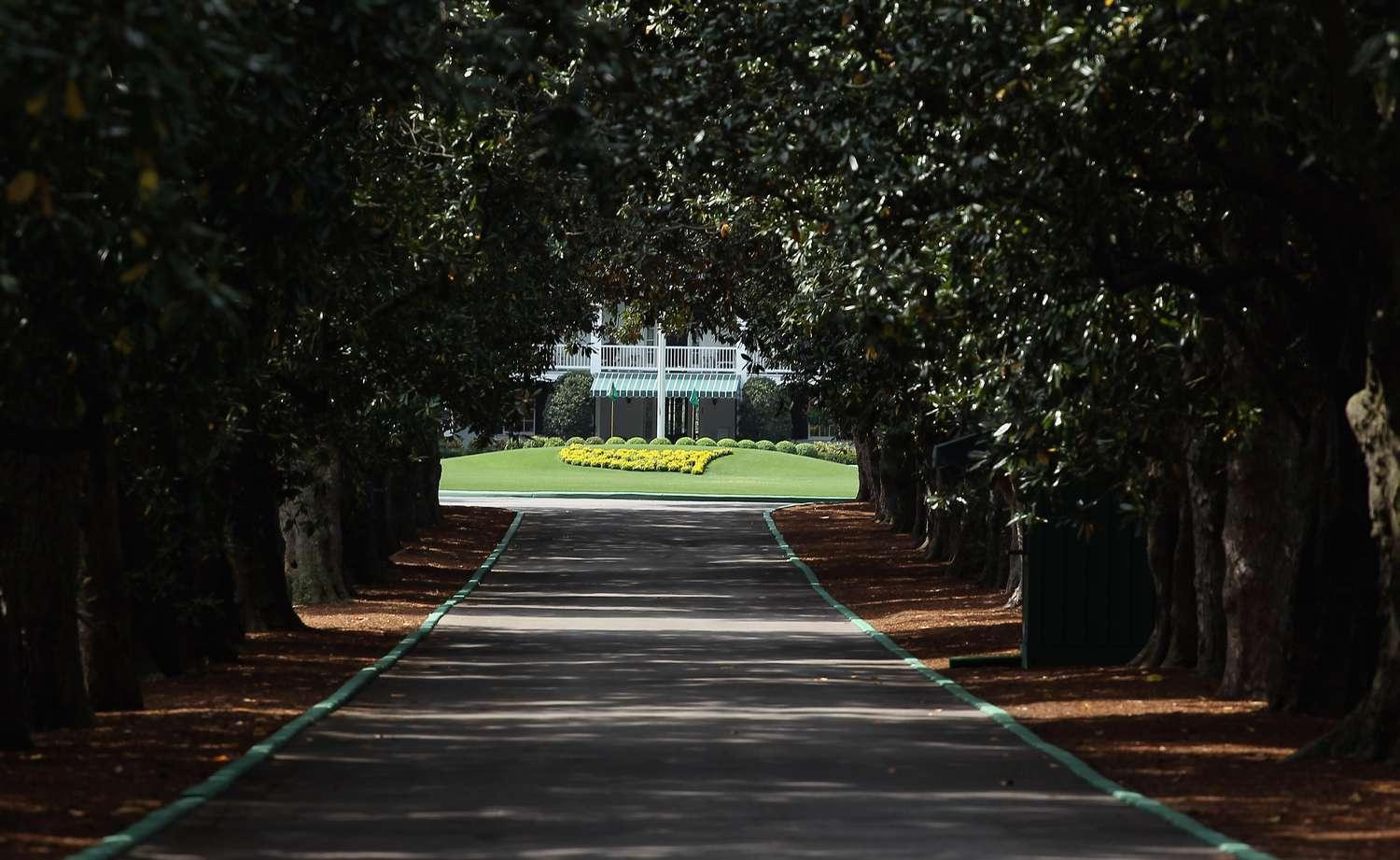 Road lined with forest like trees leading to the entrance of the resort