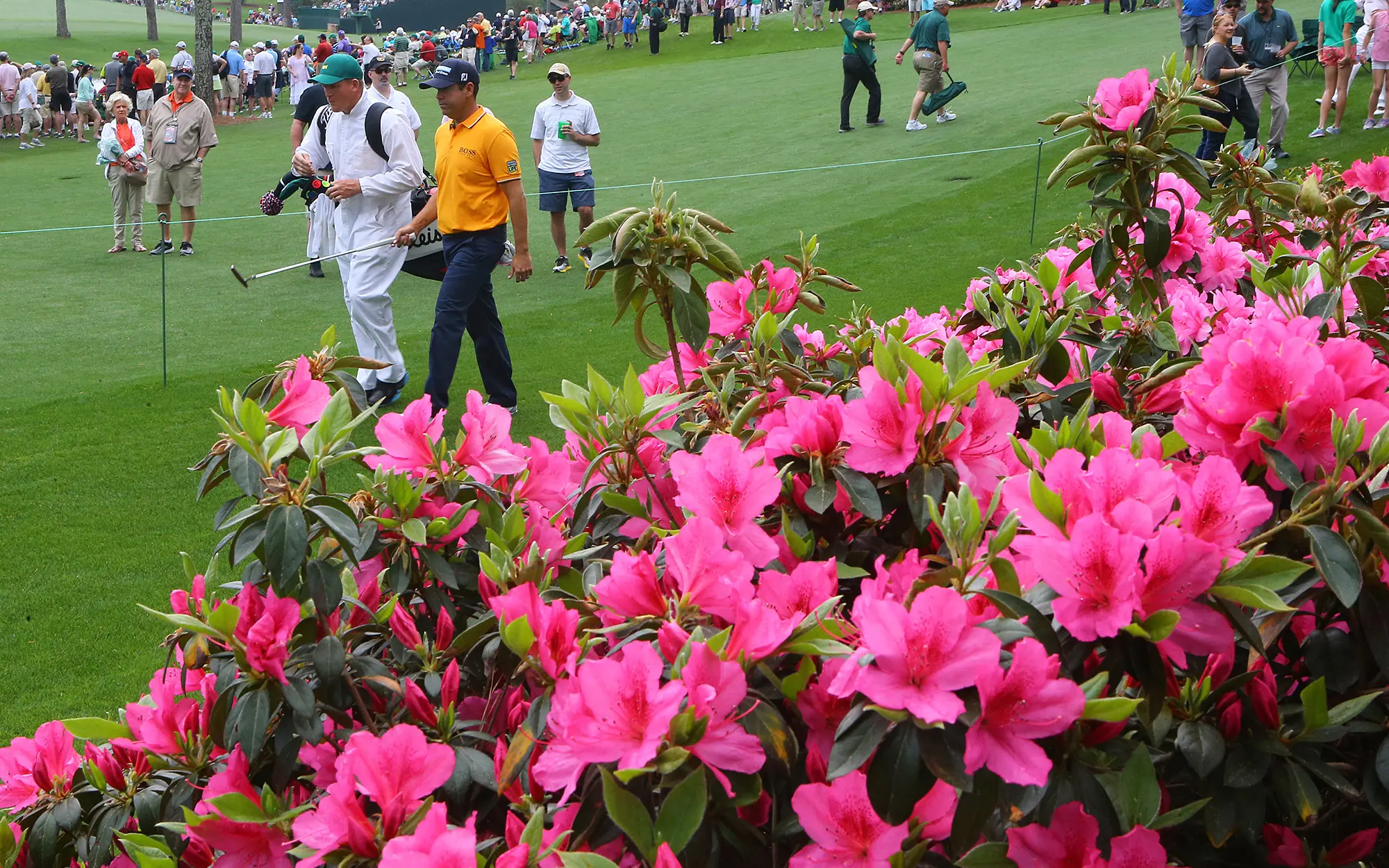 Players, caddies and spectators walk along the course at Augusta National during a rpactice round, azaelias are in the foreground