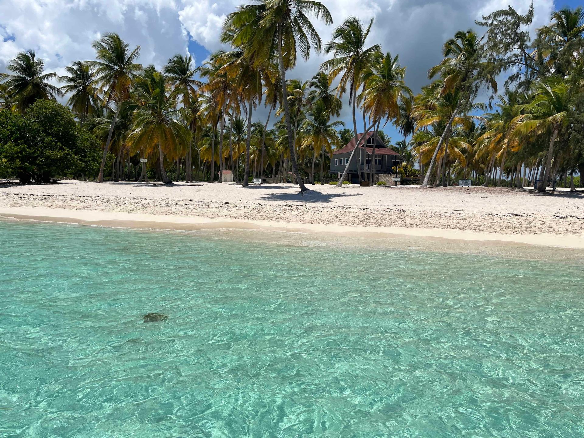 A sandy beach littered with palm trees