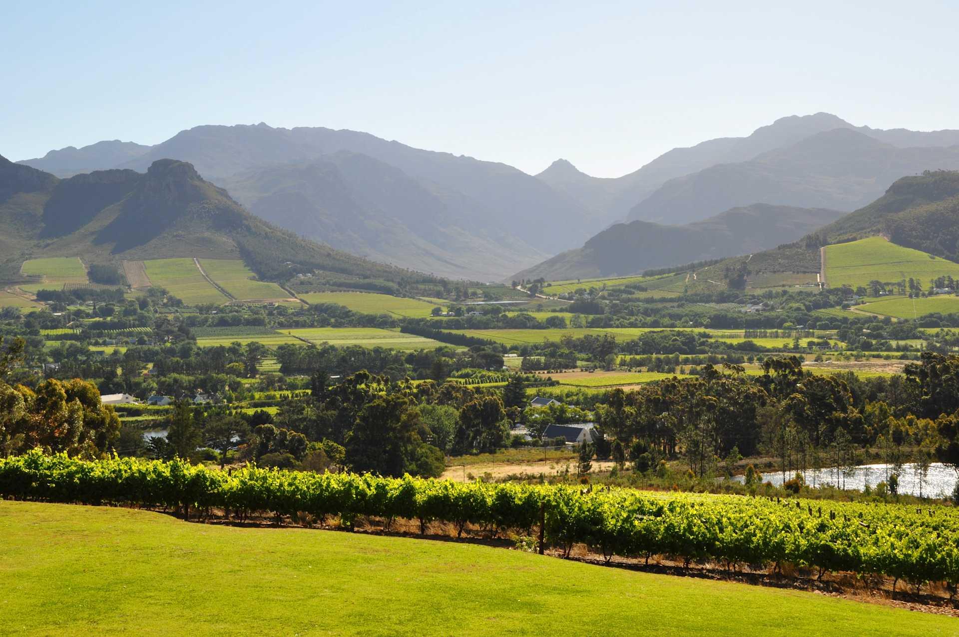 View over Ernie Els' vineyard with mountains in the background
