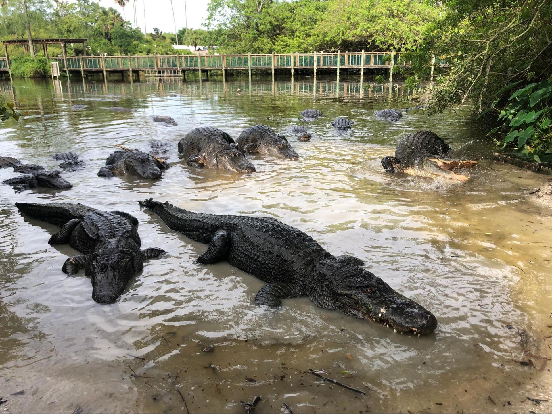 Crocodiles in the water