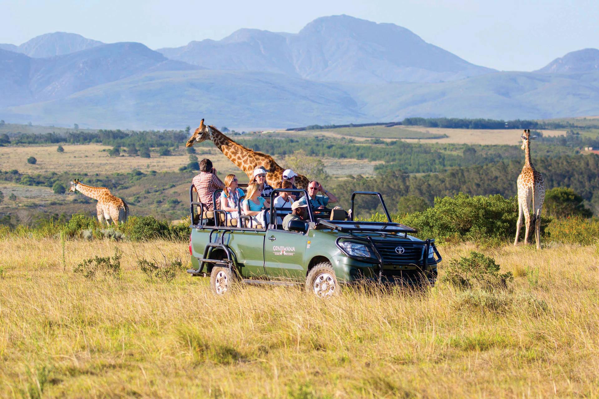 Safari group observing a group of giraffes