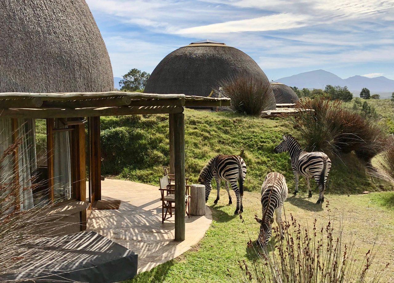 Zebras outside a lodge
