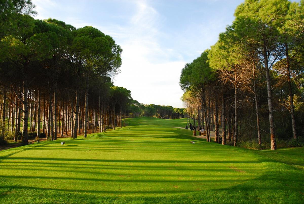 Tee shot through narrow trees onto a winding fairway