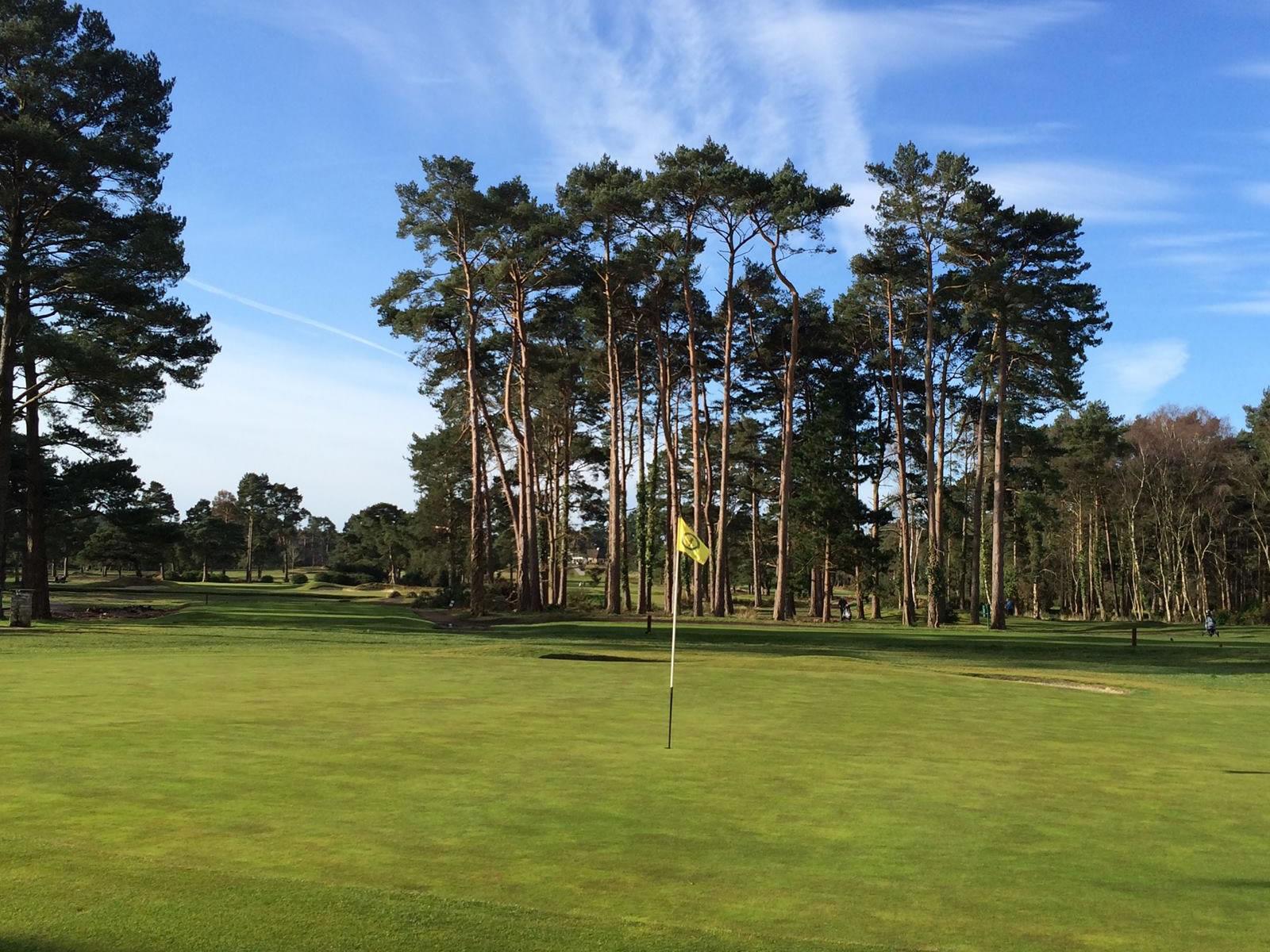 Tall malnourished trees towering over the green at Ferndown Golf Club