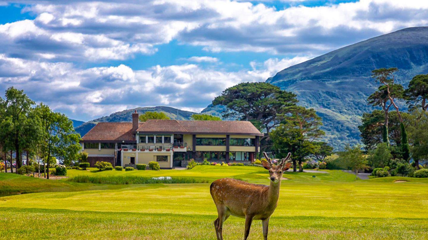 A deer stands proudly on the fairway with the clubhouse and mountains behind.