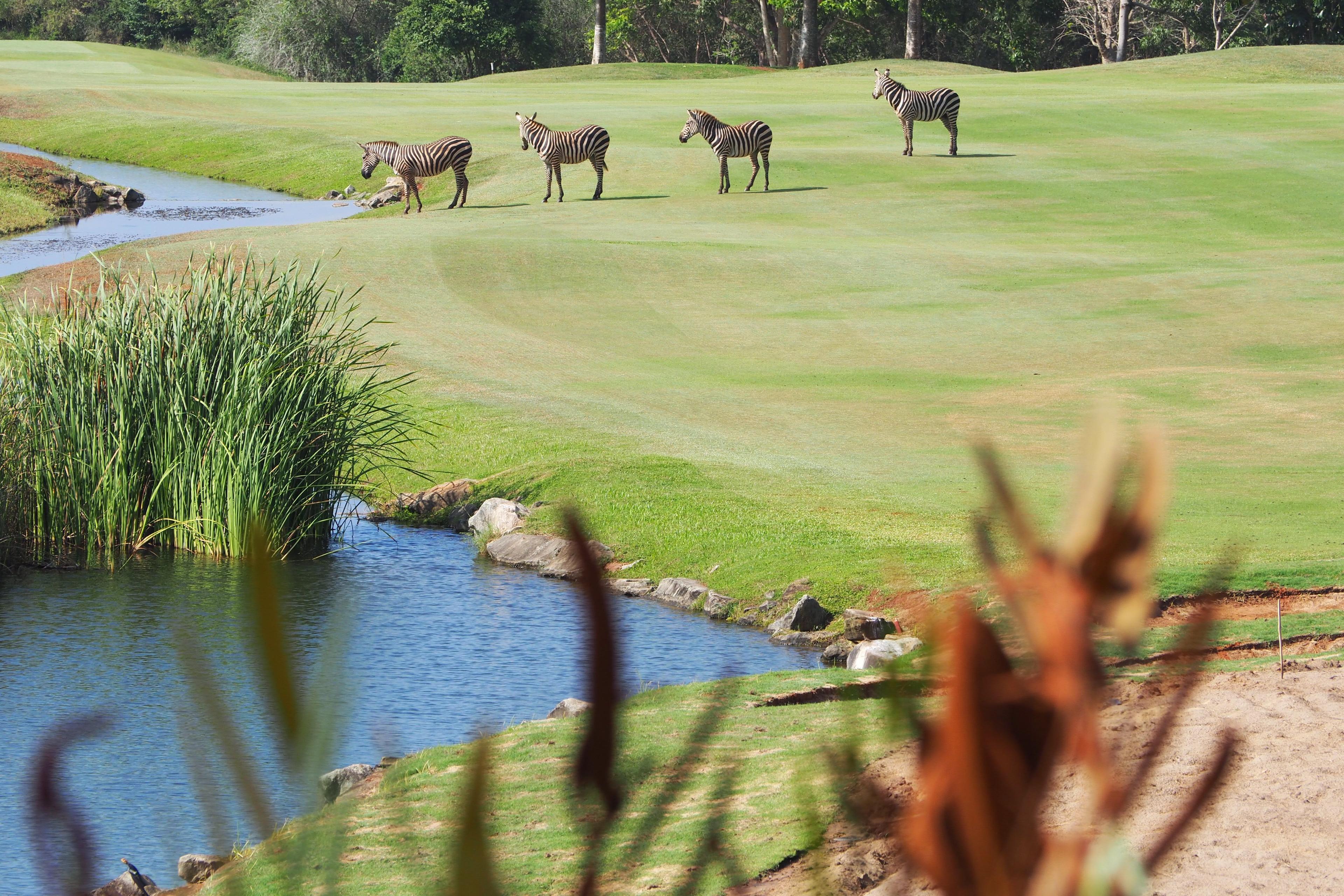 Zebras drinking from a small stream on a lush golf course.