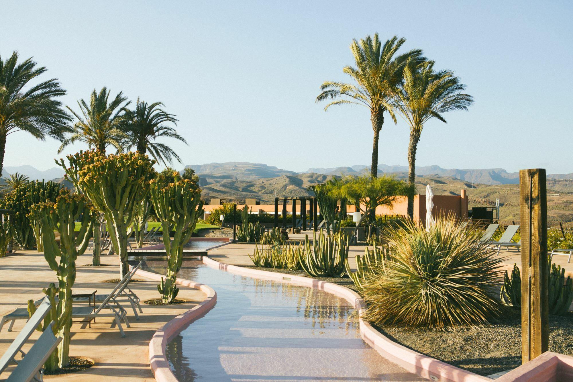 Outdoor area contianing palm trees and cacti with hills in the background