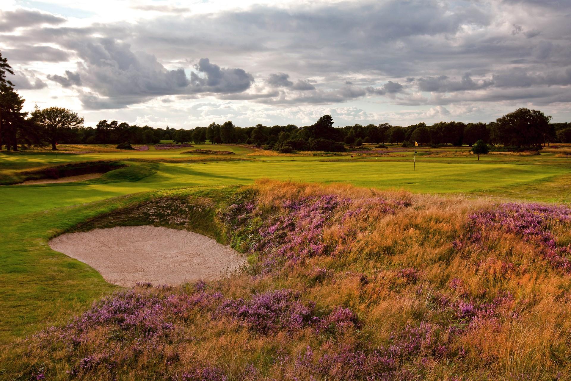 Purple lavender filled rough surrounding sand bunker placed strategically next to the manicured green
