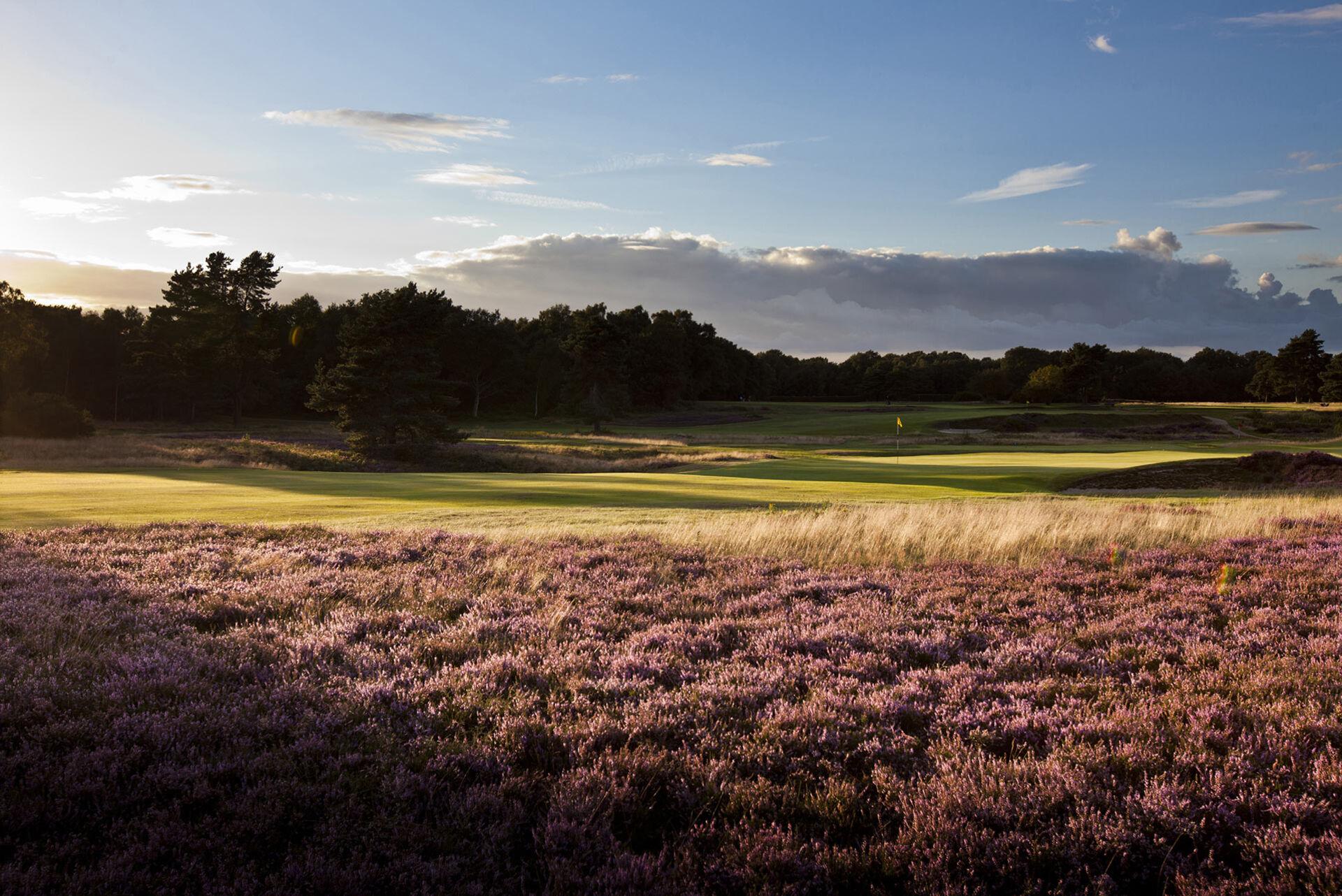 Purple lavender filled rough surrounding the form fairways