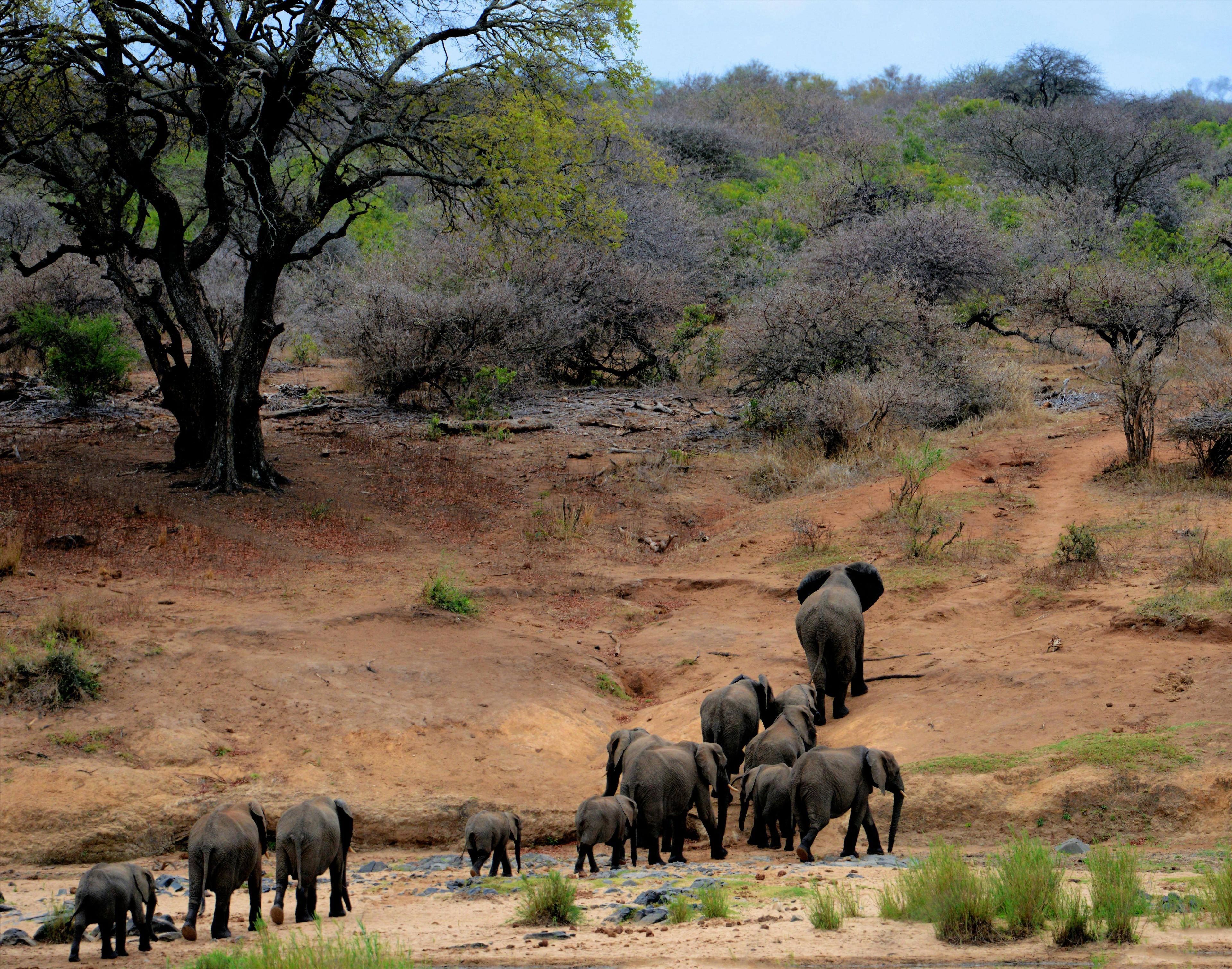 Herd of Elephants walking up a hill in South Africa
