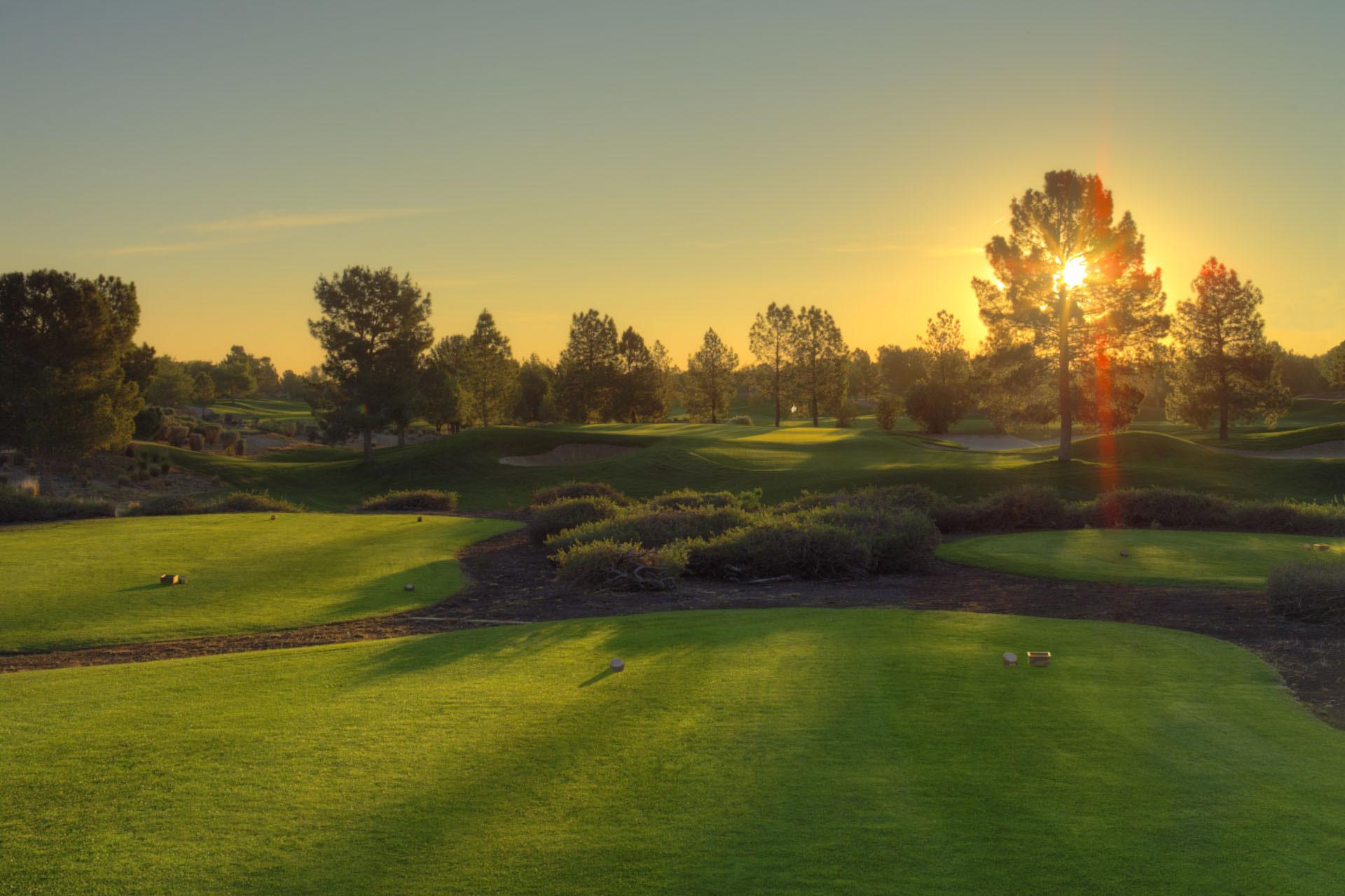 Sun shining through a tree on to a tee box